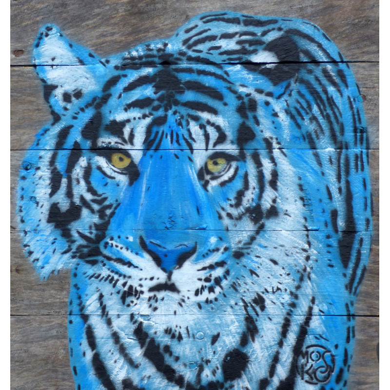 tigre bleu